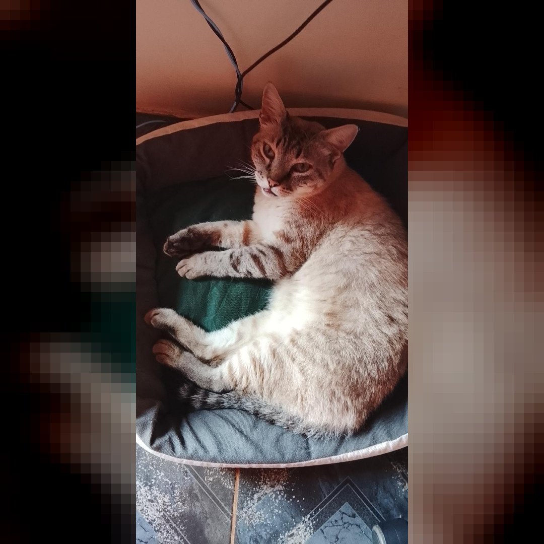 Gato de estimação desaparecido no Jardim Bressan em Toledo PR