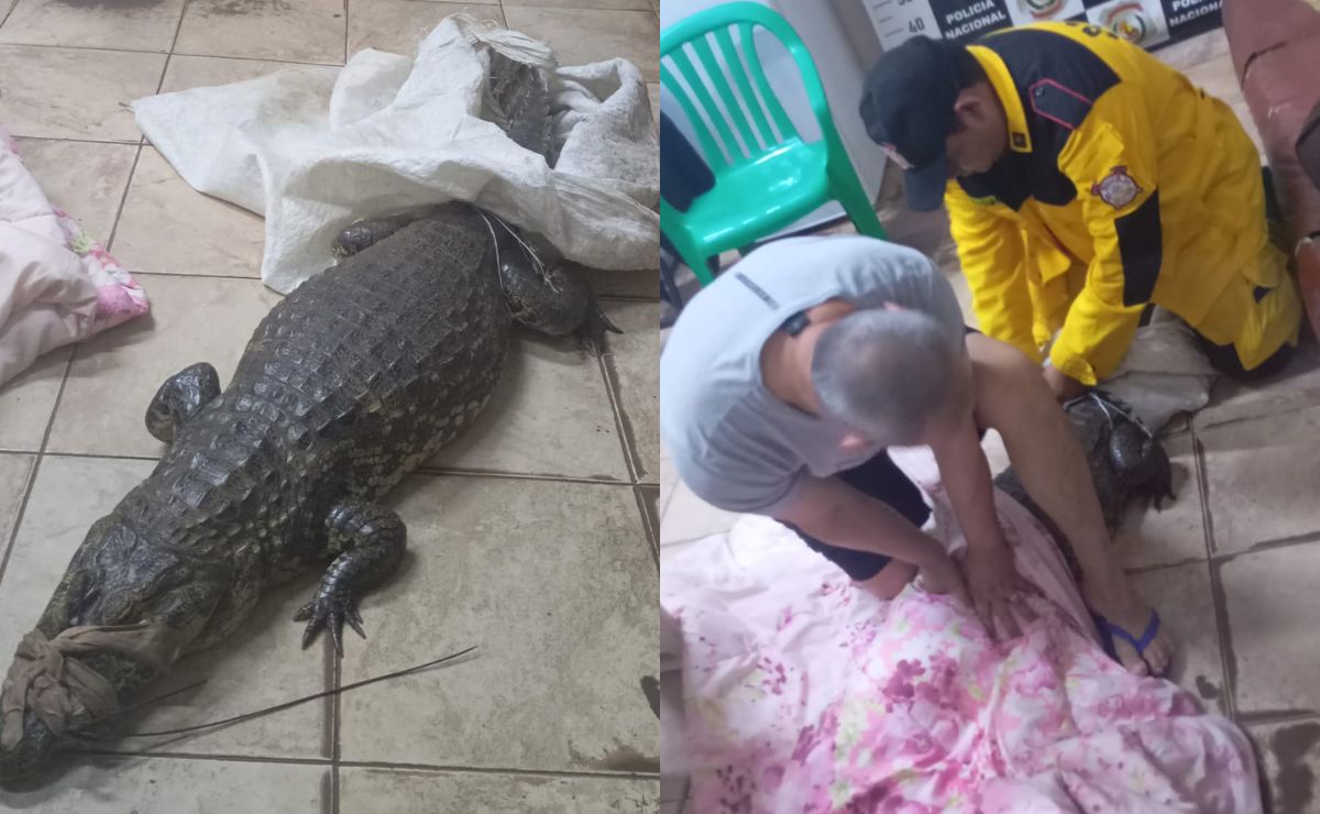 Policial paraguaio examinando bolsa onde o jacaré vivo foi encontrado durante abordagem em Ciudad del Este