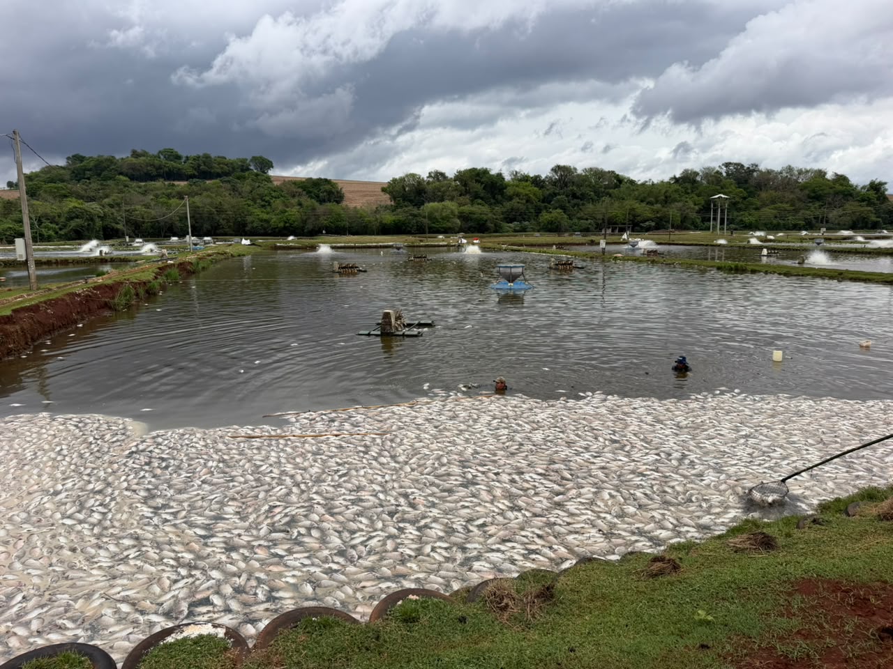 Vista aérea de tanques de piscicultura afetados por mortalidade em massa de peixes no interior do Paraná
