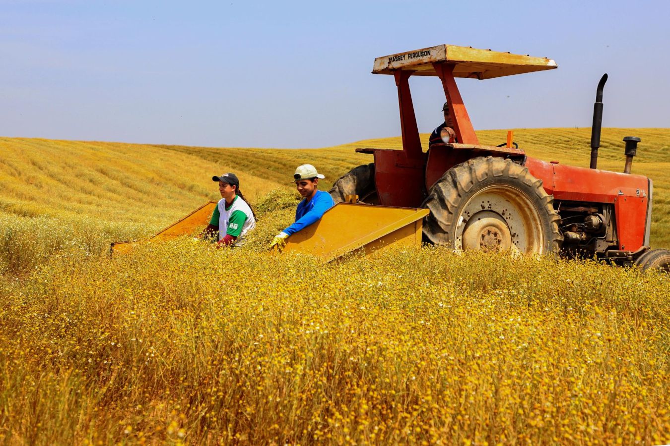 Plantação de soja e trator em lavoura no interior do município de Toledo com produtor rural verificando documentos